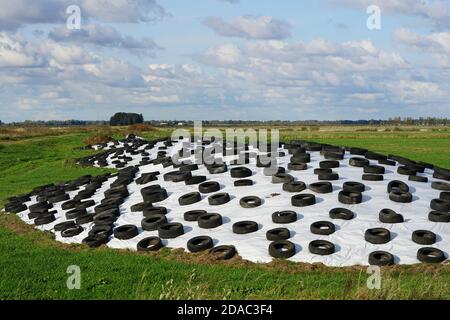 Großer Stapel Silage auf dem Feld mit Kunststofffolie bedeckt Und gebrauchten Reifen Stockfoto