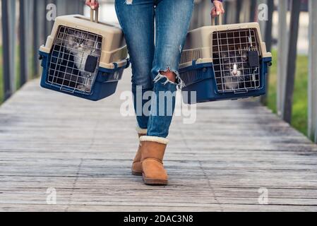 Bewegen mit Haustieren, Übertragung von Katzen in einem tragbaren Katzenträger. Reisen mit Haustieren Stockfoto