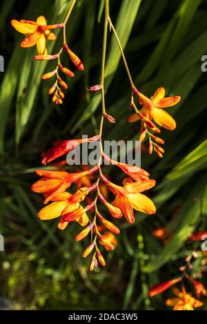 Crocosmia montbretia orange blüht am Straßenrand, auch bekannt als Schwertlilie, Garten montbretia, in der Grafschaft Kildare, Irland Stockfoto