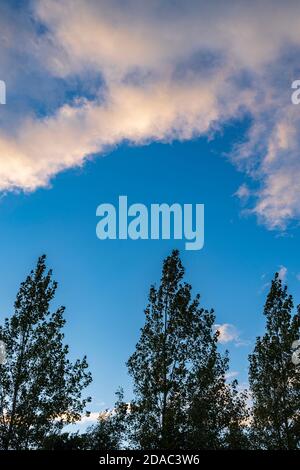 Aspen Bäume, Populus tremuloides in warmen Abendsommerlicht und Cummulus Wolke am Himmel, County Kildare, Irland Stockfoto