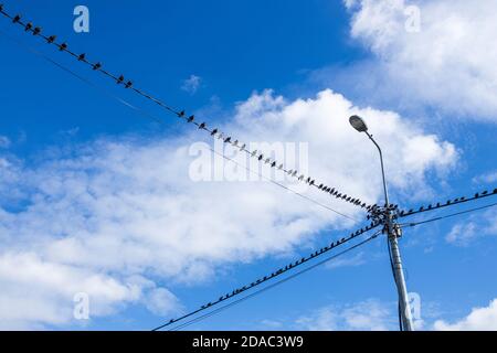 Vögel auf einem Draht- und Telegraphenmast in Kill, County Kildare, Irland Stockfoto