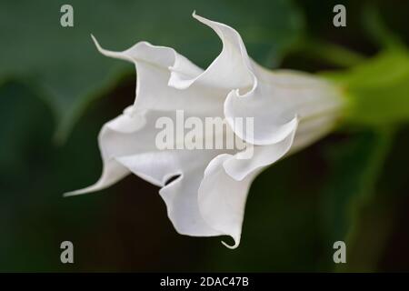 Detail der weißen trompetenförmigen Blume der halluzinogenen Pflanze Teufelskerze (Datura Stramonium), auch Jimsonweed genannt. Geringe Schärfentiefe Stockfoto