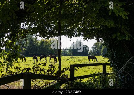 Pferde grasen auf einem Feld auf dem Landgut Gestüt, Palmerstown House, Johnstown, County Kildare, Irland Stockfoto