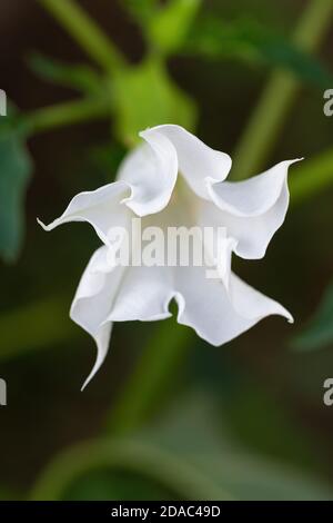 Detail der weißen trompetenförmigen Blume der halluzinogenen Pflanze Teufelskerze (Datura Stramonium), auch Jimsonweed genannt. Geringe Schärfentiefe Stockfoto