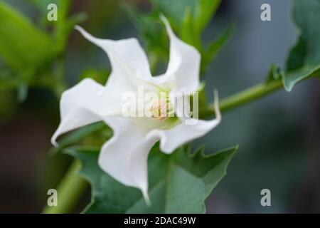 Detail der weißen trompetenförmigen Blume der halluzinogenen Pflanze Teufelskerze (Datura Stramonium), auch Jimsonweed genannt. Geringe Schärfentiefe Stockfoto