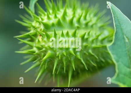 Detail der Stachelkernkapsel der Halluzinogen-Pflanze Teufelskerze (Datura Stramonium), auch Jimsonweed genannt. Geringe Schärfentiefe Stockfoto