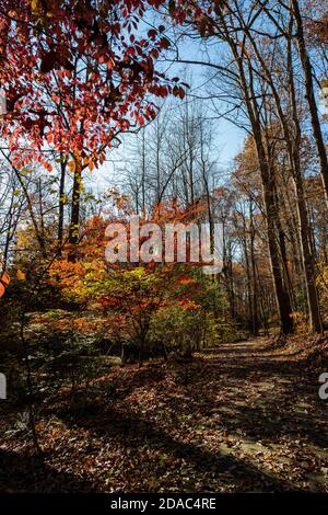 Ein vertikales Weitwinkelfoto eines Wanderweges, der von bunten Bäumen umgeben ist. Stockfoto