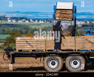 Farmarbeiter auf agrilcultural Anhänger Maschinen bei der Kartoffelernte mit Blick auf Firth of Forth, East Lothian, Schottland, Großbritannien Stockfoto