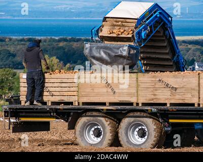 Farmarbeiter auf agrilcultural Anhänger Maschinen bei der Kartoffelernte mit Blick auf Firth of Forth, East Lothian, Schottland, Großbritannien Stockfoto