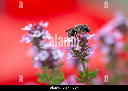 Schwarze Biene auf lila Blume mit rotem Hintergrund Stockfoto