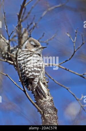 Japanische Pygmy Specht (Picoides kizuki Nippon) erwachsenen Festhalten an Baumstamm Karuizawa, Präfektur Nagano, Japan Februar Stockfoto