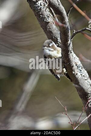 Japanische Pygmy Specht (Picoides kizuki Nippon) erwachsenen Festhalten an Baumstamm Karuizawa, Präfektur Nagano, Japan Februar Stockfoto