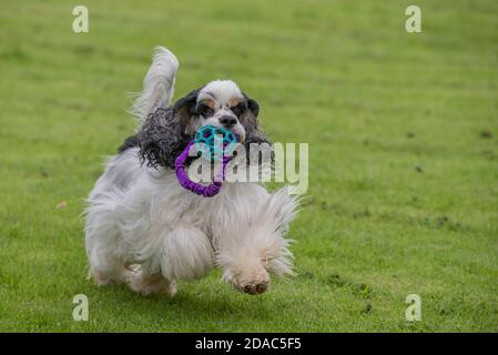 Amerikanischer Cocker Spaniel, der auf die Kamera zuläuft, mit Ball an einem Seil in seinem Mund. Stockfoto