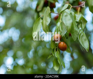 Ziziphus jujujuba oder jujube rote Datum oder chinesische Datum Früchte Reifung auf einem Baum Stockfoto