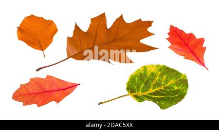 Nahaufnahme von bunten trockenen Herbstblättern isoliert auf weißem Hintergrund. Gruppe von verschiedenen gefallenen Blättern der nördlichen roten Eiche oder Buche und Erle. Stockfoto