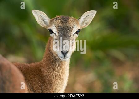 Porträt des weiblichen Mufflons (Ovis orientalis musimon) auf grünem Hintergrund in Ojen, Marbella. Andalusien, Spanien Stockfoto