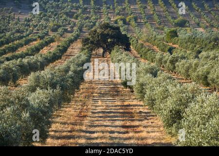 Feld von ökologischen Olivenbäumen mit einer Eiche in der Mitte der Plantage in Antequera, Malaga. Andalusien, Spanien Stockfoto