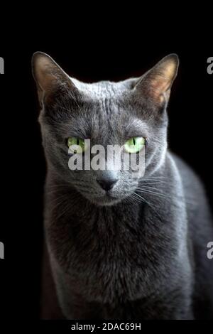Porträt der reinrassigen russischen Blue Cat auf schwarzem Hintergrund. Katze schaut auf die Kamera. Stockfoto