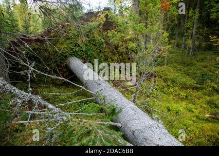 Gefallene europäische Fichte am Taiga-Wald und der Wurzelstiel ( Picea Abies ) im Sommer nach starken Winden , Finnland Stockfoto