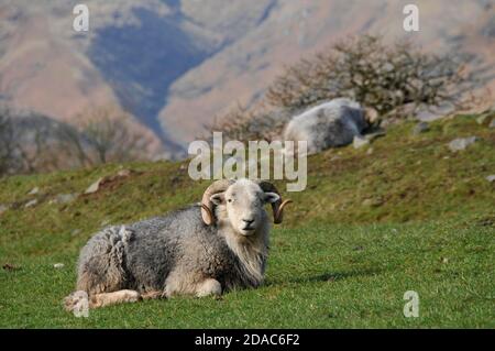 Herdwick Rammbock ruht in Frühlingssonne auf den Seenlandschaft Fells, Lake District, Cumbria, England, Großbritannien Stockfoto