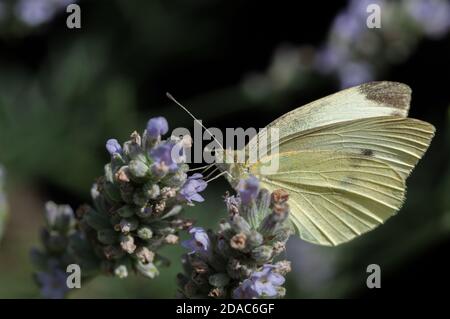 Kleiner weißer Schmetterling auf Lavendelpflanze Stockfoto