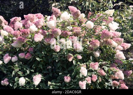 HORTENSIA PANICULATA VANILLE FRAISE RENHY Stockfoto