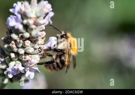 Gemeinsamen Carder Bee Stockfoto