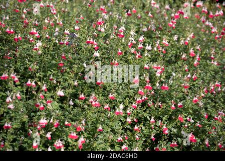 SALVIA X JAMENSIS Stockfoto