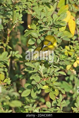 Japanischer Weißauge (Zosterops japonicus japonicus) Erwachsener, der im Baum Kogawa Dam, Kyushu, Japan, thront März Stockfoto