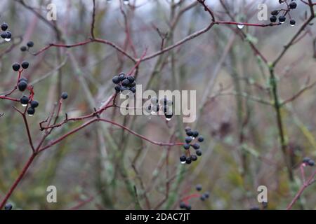 Schwarze Beeren reifen auf Büschen im Wald Stockfoto