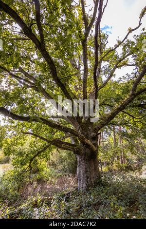 Eine alte Eiche (Quercus robur) Bei Frensham Little Pond in der Nähe von Farnham in Surrey Stockfoto