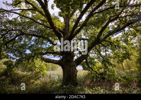 Eine alte Eiche (Quercus robur) Bei Frensham Little Pond in der Nähe von Farnham in Surrey Stockfoto