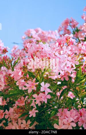 Rosa Oleander (Nerium) Zweige am blauen Himmel Hintergrund Stockfoto