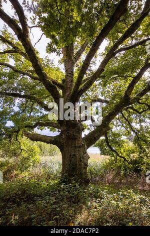 Eine alte Eiche (Quercus robur) Bei Frensham Little Pond in der Nähe von Farnham in Surrey Stockfoto