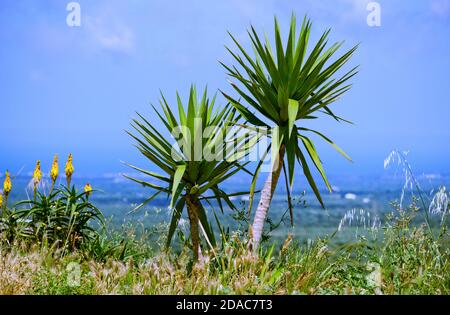 Dracaena oder Drachenbaum (lat. Dracaena Arborea) wächst auf dem Hügel von southen Italia, Region Apulien. Stockfoto