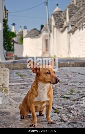 Niedliche kleine Ingwer Kurzhaar Hund sitzt auf der Straße in Alberobello Kleinstadt und Gemeinde der Metropolstadt Bari, Apulien, Süditalien Stockfoto