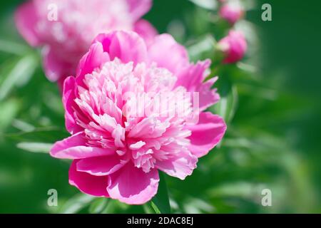 Nahaufnahme der rosa Pfingstrose Blume. Unscharfer Hintergrund. Stockfoto