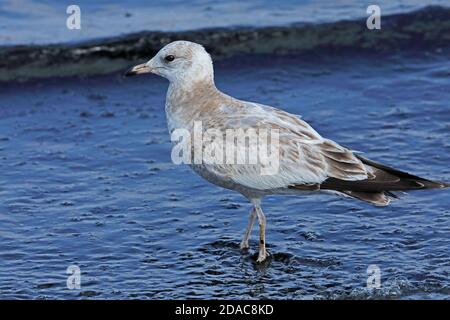 Kamtschatka Möwe (Larus canus camtschatchensis) erste Winter Wandern im flachen Wasser Choshi; der Präfektur Chiba, Japan Februar Stockfoto