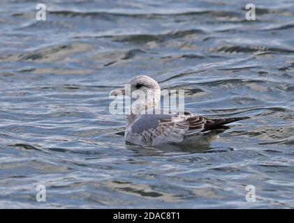 Kamtschatka Gull (Larus Canus Camtschatchensis) zuerst winter Schwimmen im Meer Choshi; Chiba Präfektur, Japan Februar Stockfoto