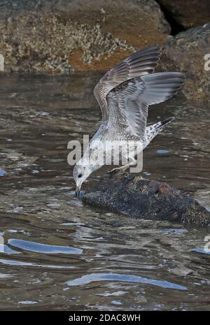 Kamtschatka Möwe (Larus canus camtschatchensis) erste Winterfütterung am Ausfluss der Fischverarbeitungsanlage Choshi; Chiba Präfektur, Japan Februar Stockfoto