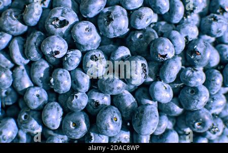 Nahaufnahme von großen Garten Heidelbeeren Stockfoto