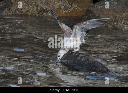 Kamtschatka Möwe (Larus canus camtschatchensis) erste Winterfütterung am Ausfluss der Fischverarbeitungsanlage Choshi; Chiba Präfektur, Japan Februar Stockfoto