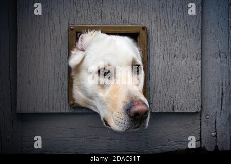 Nahaufnahme des Kopfes von Labrador, der durch die Katzenklappe klebt In Holztür Stockfoto