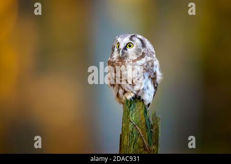 Boreal Eule in der Tschechischen republik genommen Stockfoto