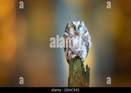 Boreal Eule in der Tschechischen republik genommen Stockfoto