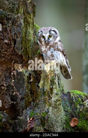 Boreal Eule in der Tschechischen republik genommen Stockfoto