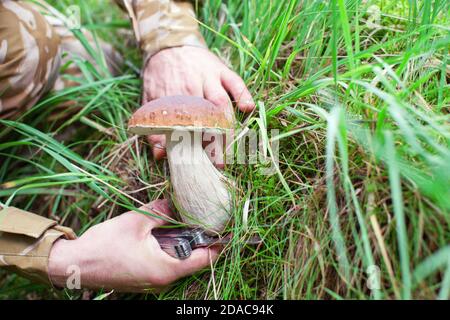 Person pflückt Steinpilz im Wald Stockfoto