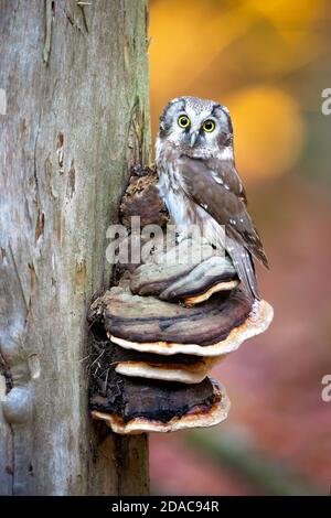 Boreal Eule in der Tschechischen republik genommen Stockfoto