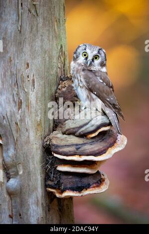 Boreal Eule in der Tschechischen republik genommen Stockfoto