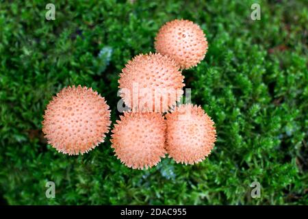 Draufsicht der wachsenden Shaggy Scalycap (Pholiota squarrosa) Pilz im moosigen Wald Stockfoto